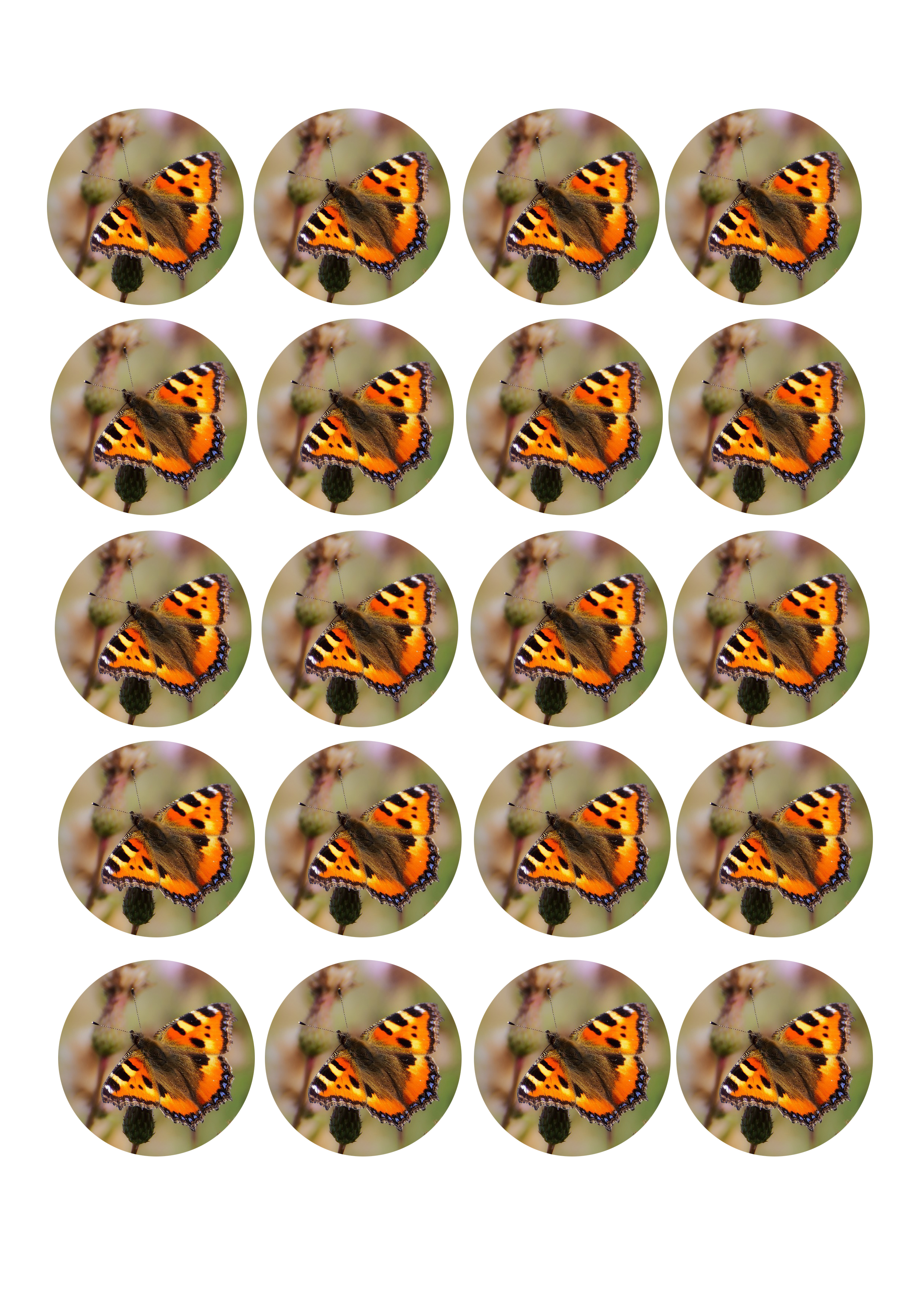 Muffinaufleger
