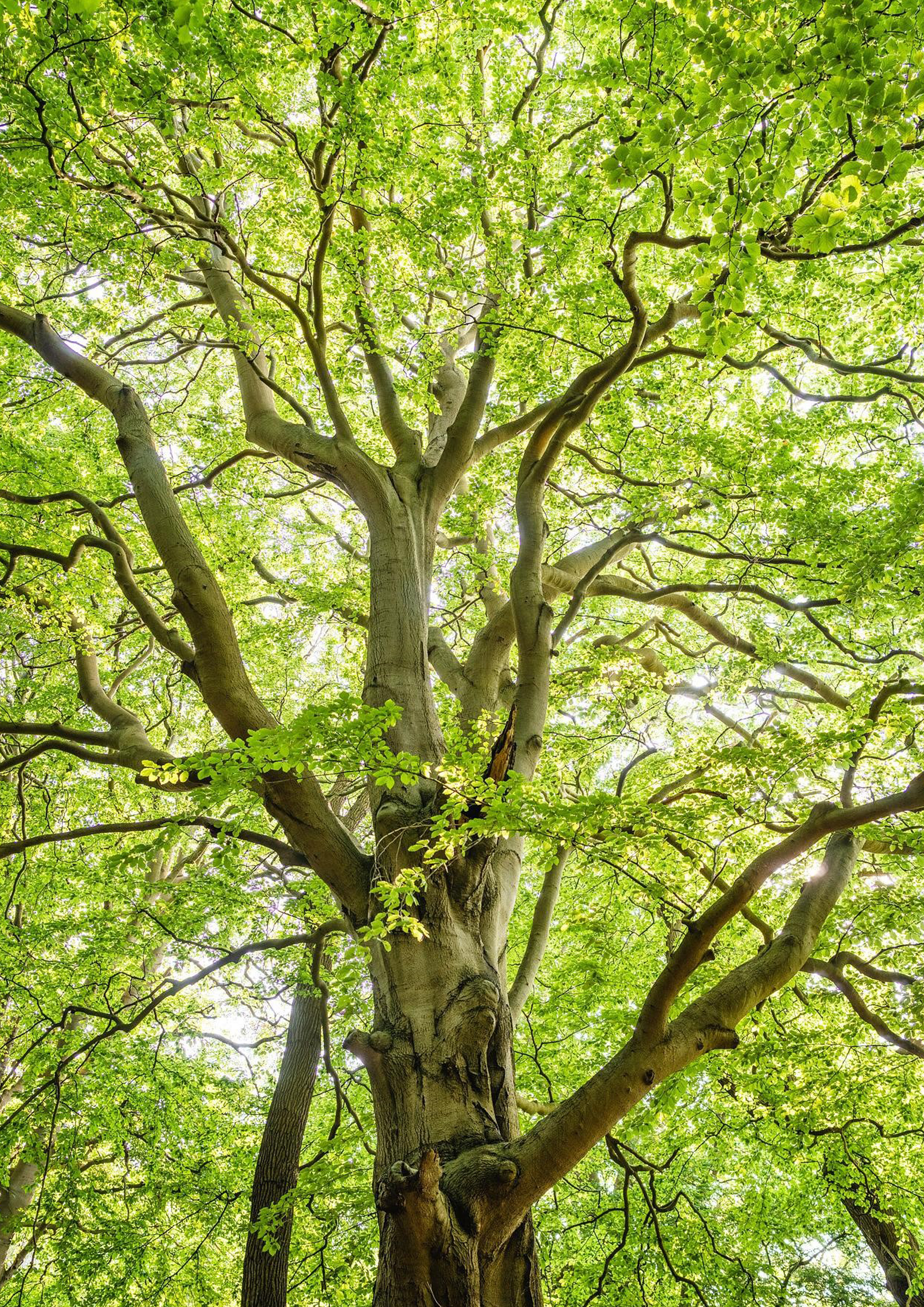 Tortenaufleger Baum