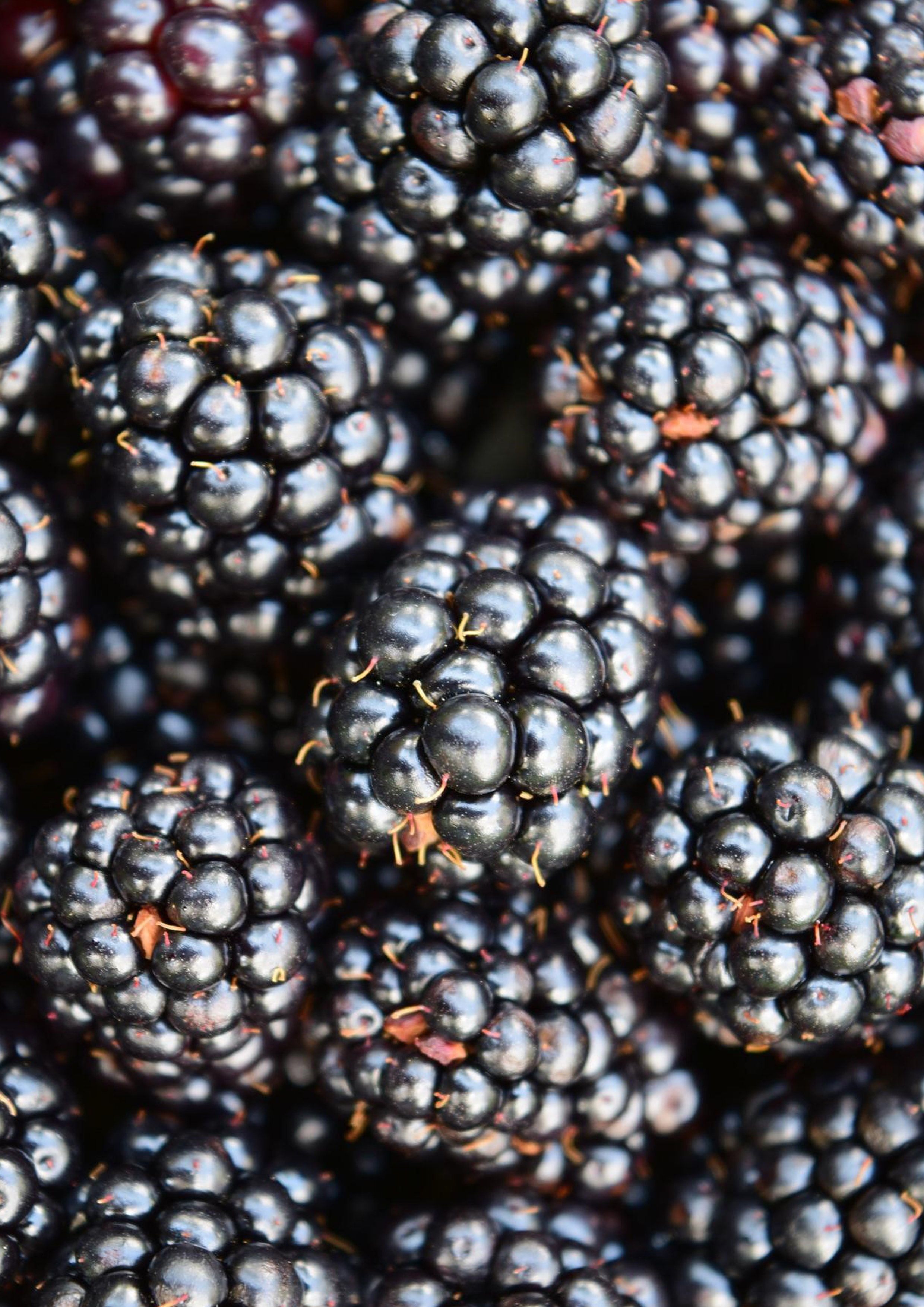 Deko Fondant Brombeeren