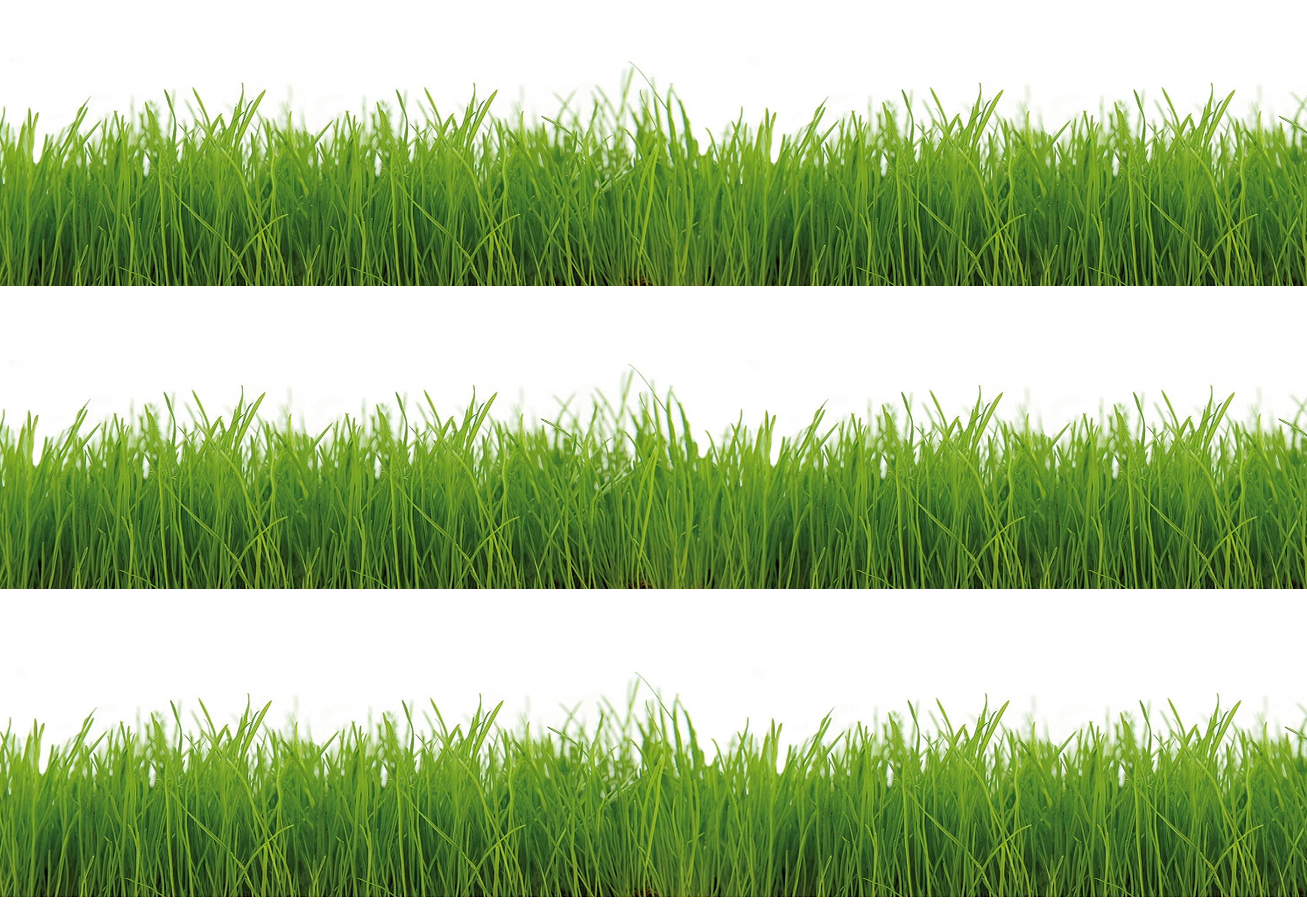 Tortenband Gras