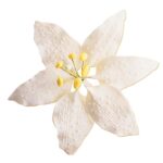 Zuckerblume Lilie 8 cm