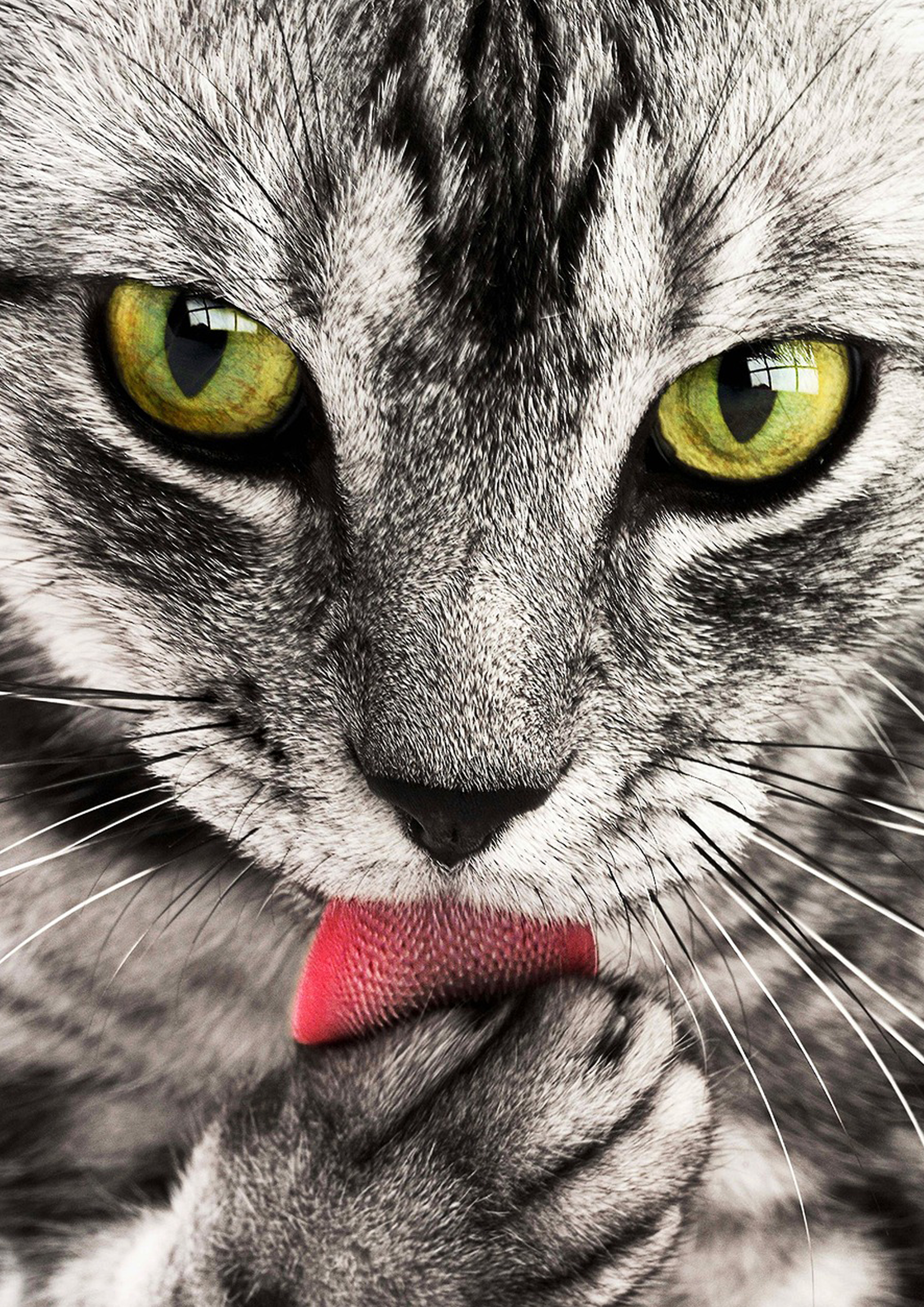 Rouladendekor Katze