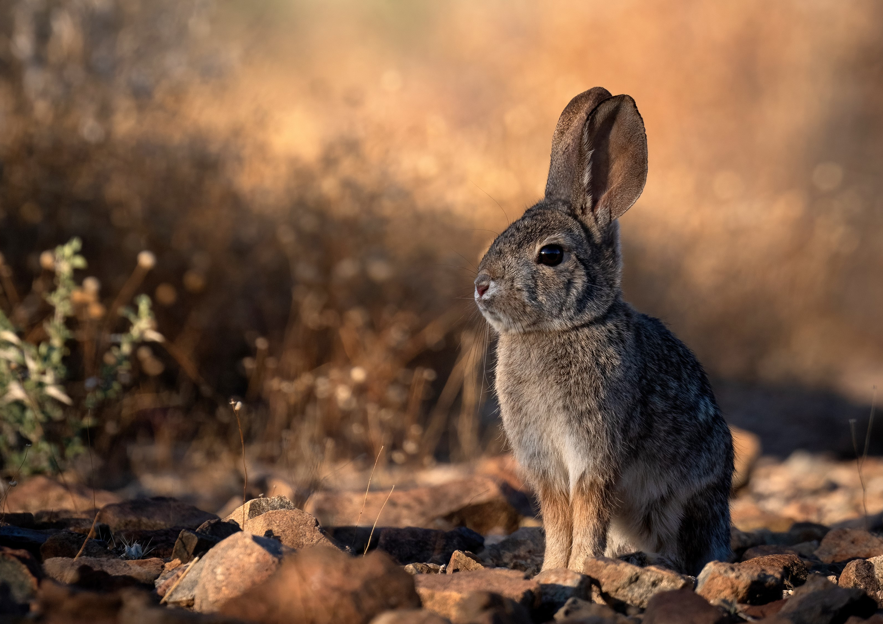 Tortenaufleger Hase