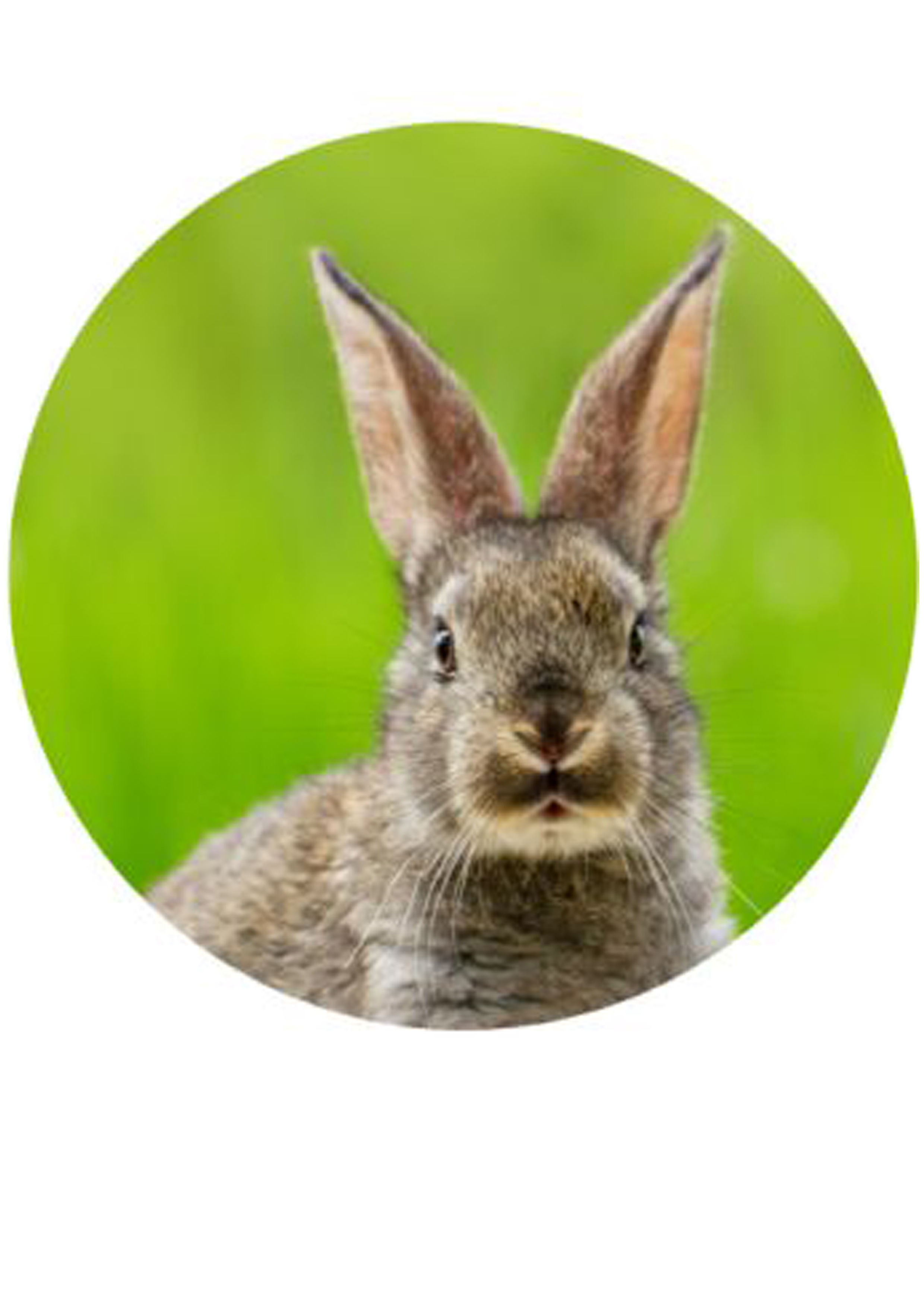 Keksaufleger Ostern