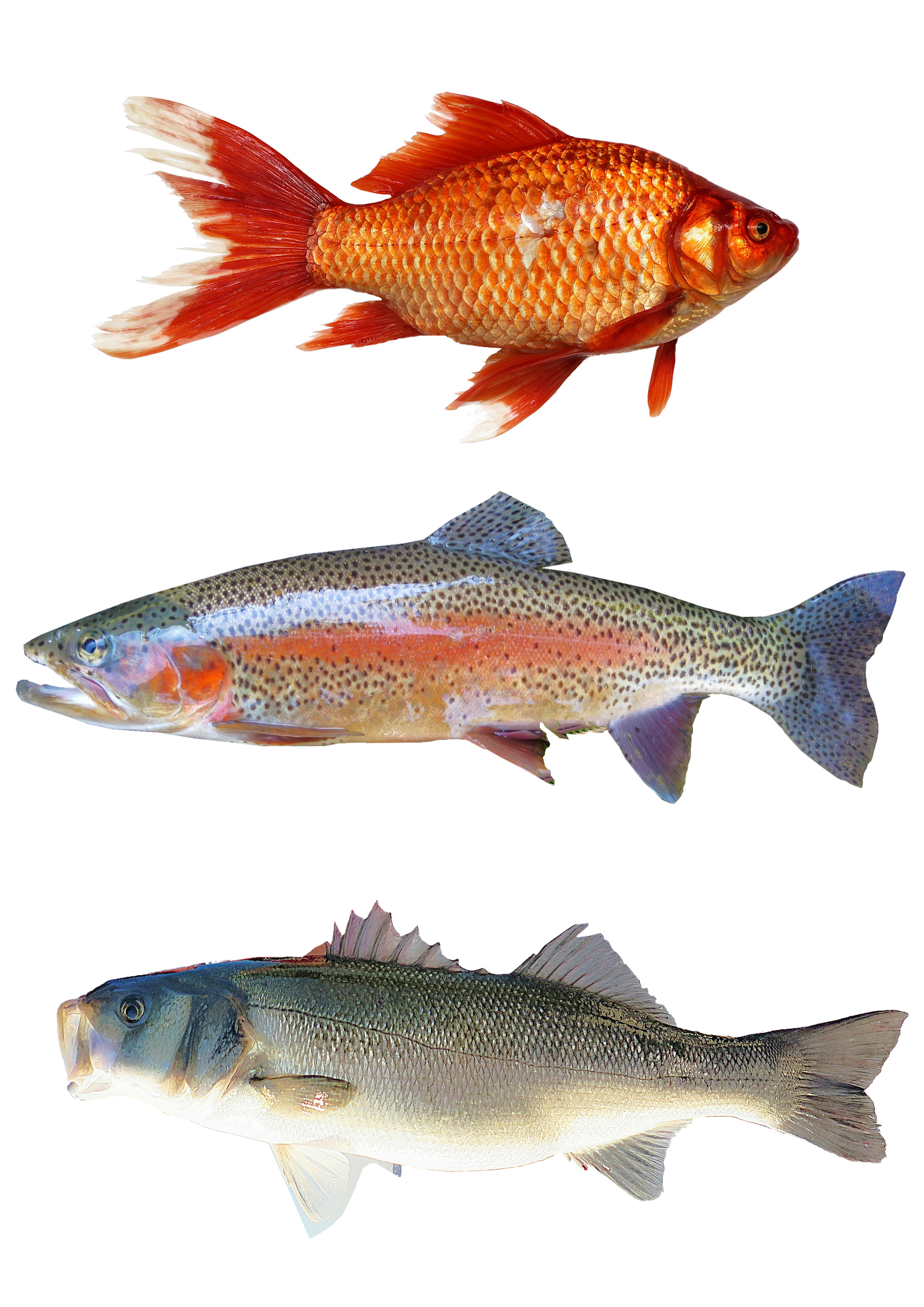 Fondant Fische