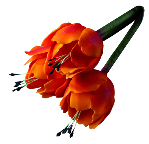 Ausstecher Tulpe