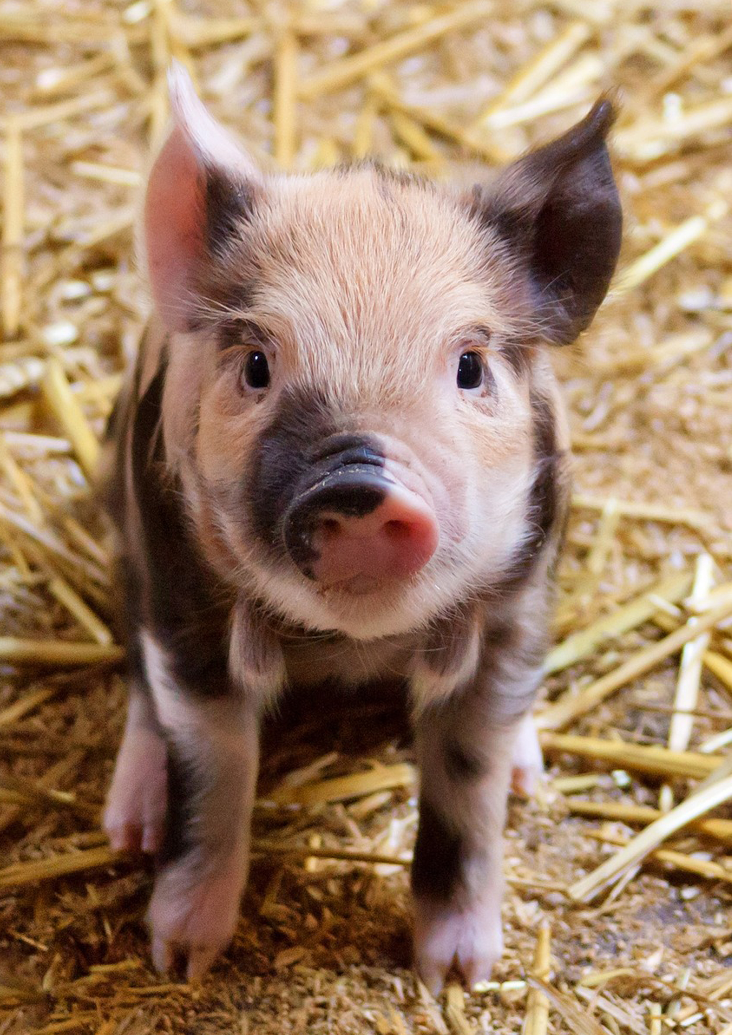 Rouladendekor Schwein