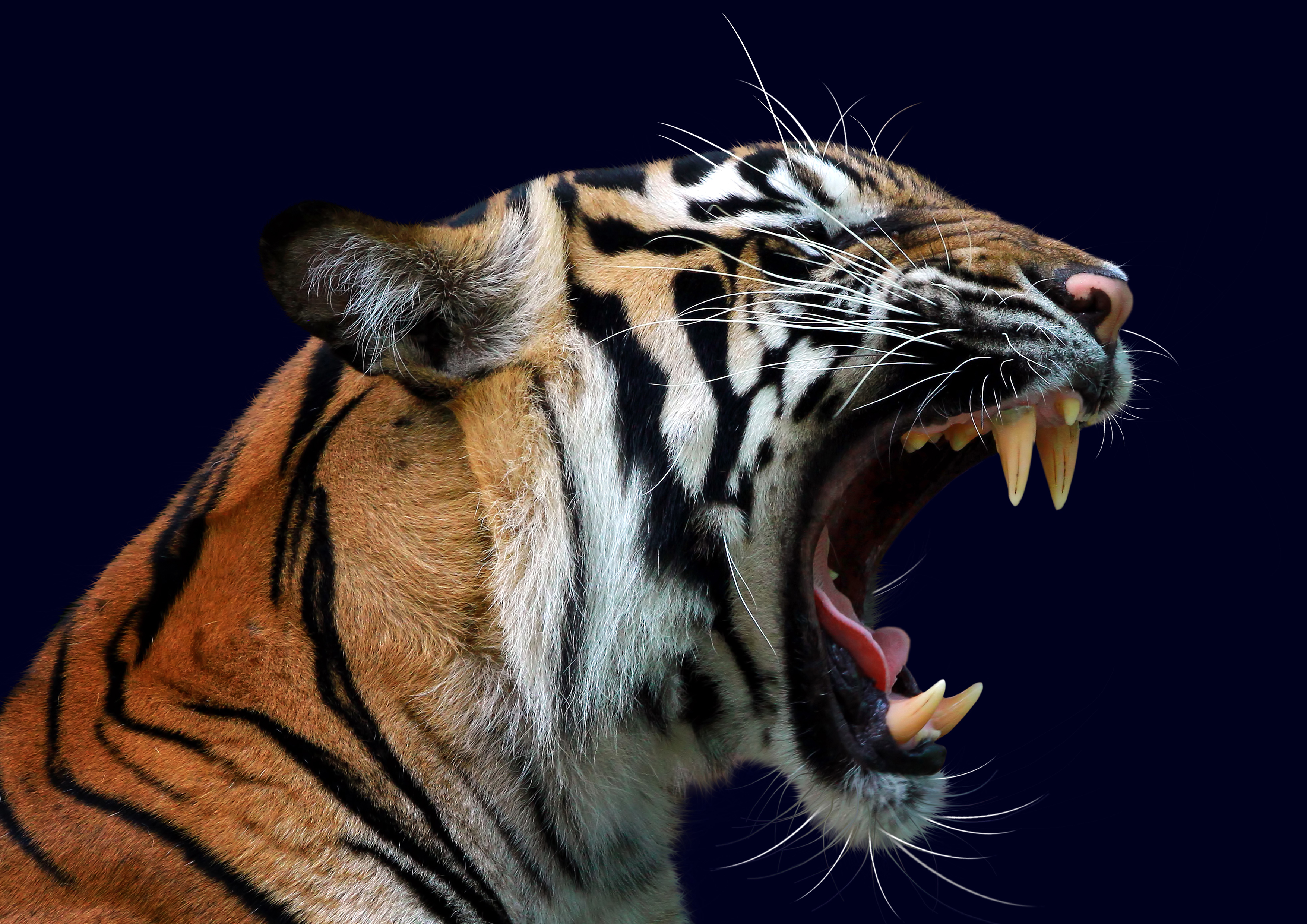 Tortenaufleger Tiger