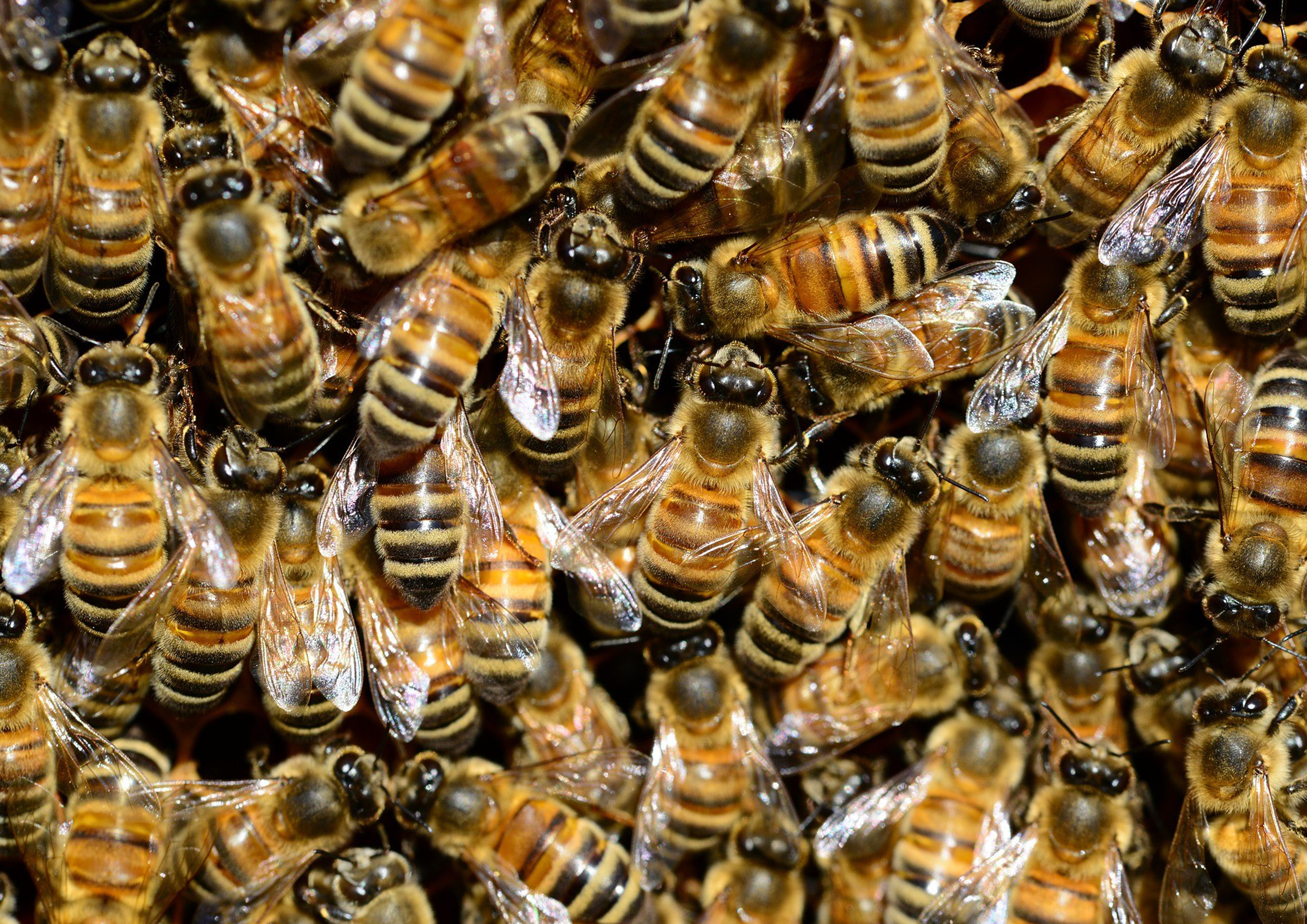Deko Fondant Bienen