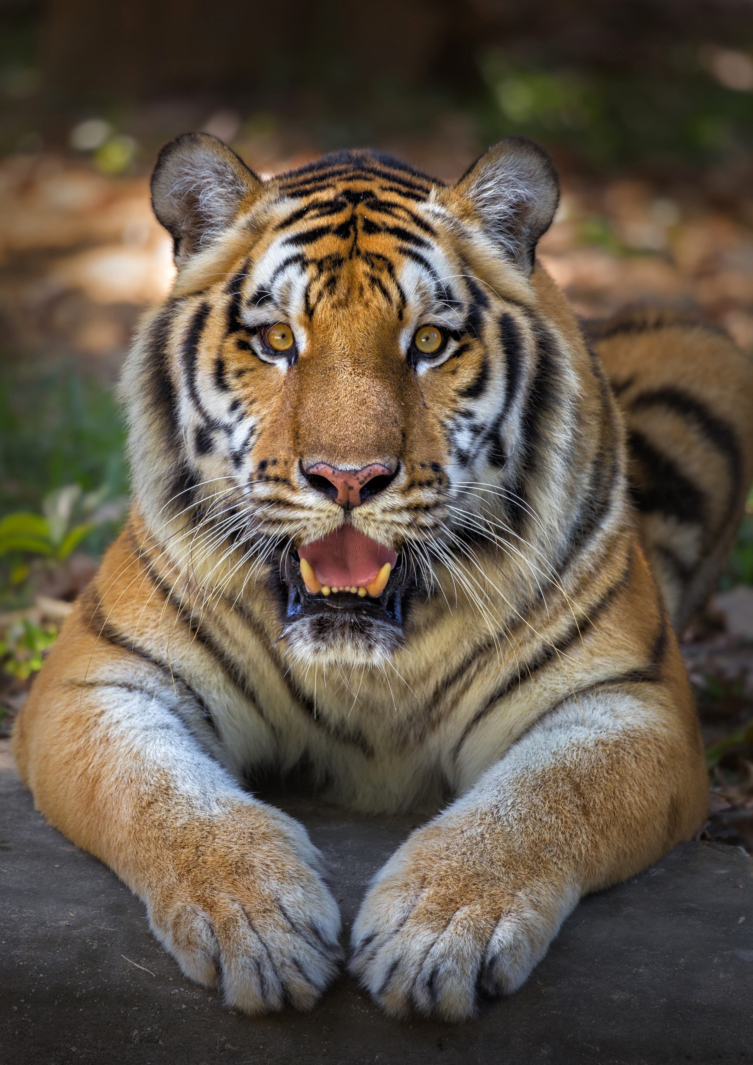 Rouladendekor Tiger