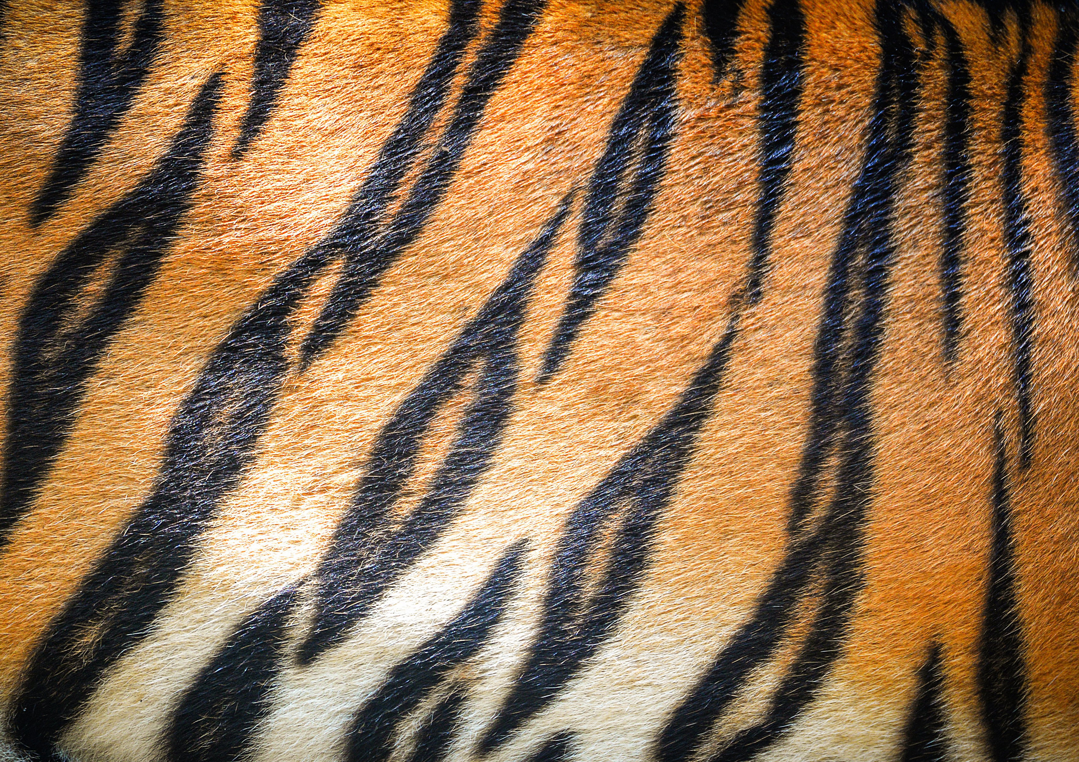 Deko Fondant Tiger