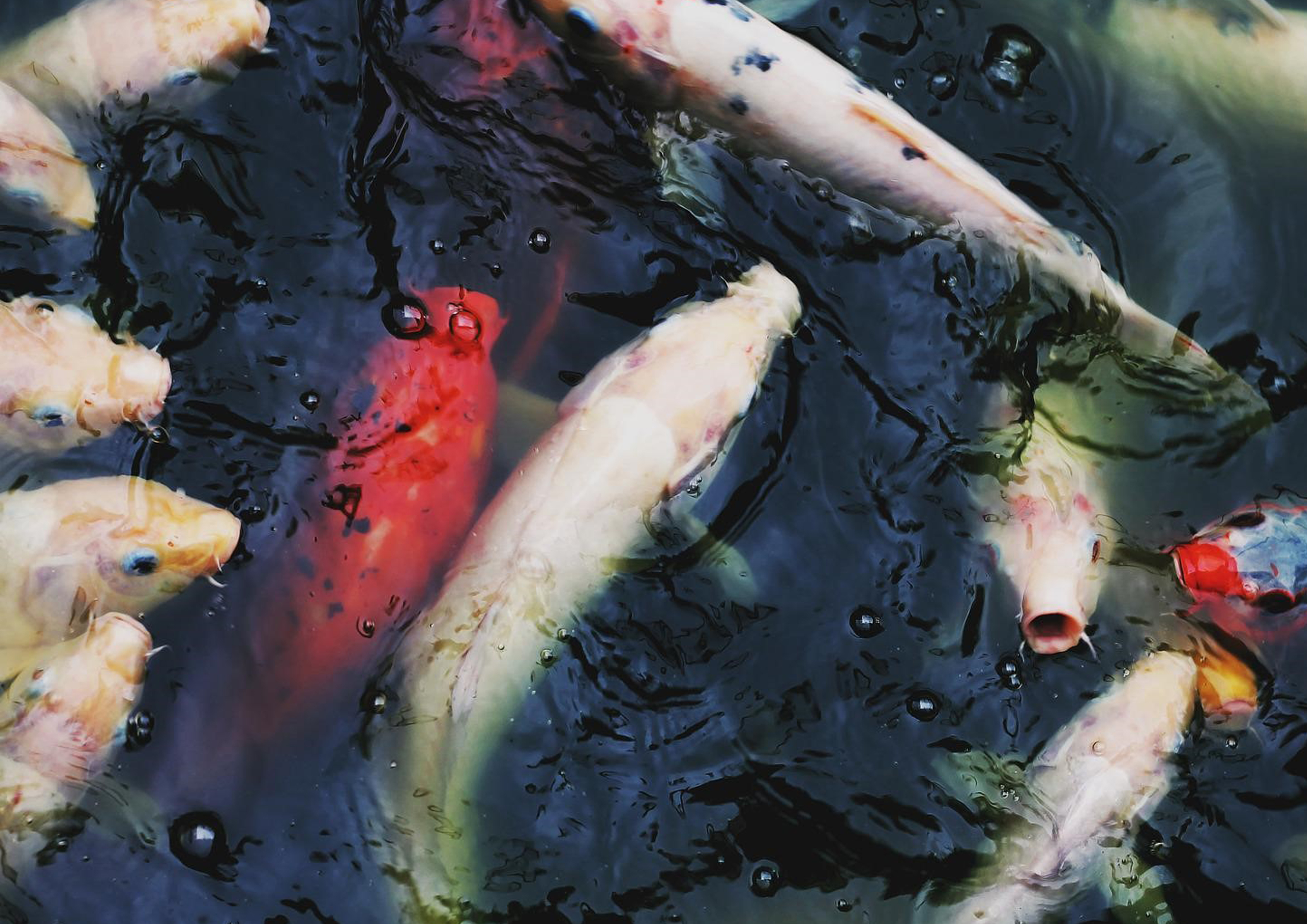 Tortenaufleger Fische