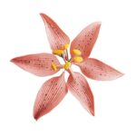 Zuckerblume Lilie 8 cm
