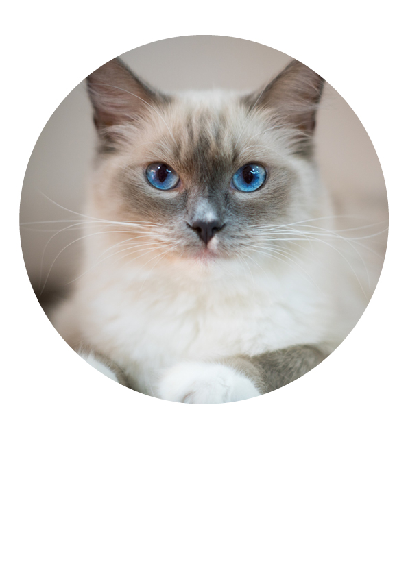 Tortenaufleger Katze