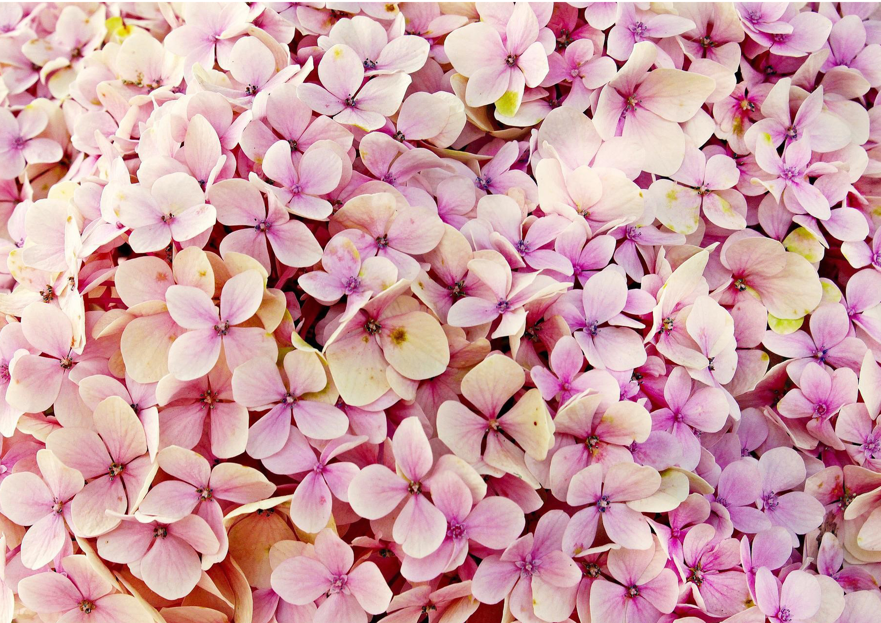 Deko Fondant Blumen rosa