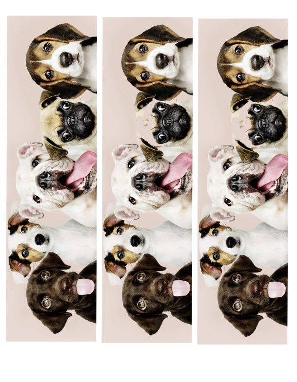 Tortenband Hunde