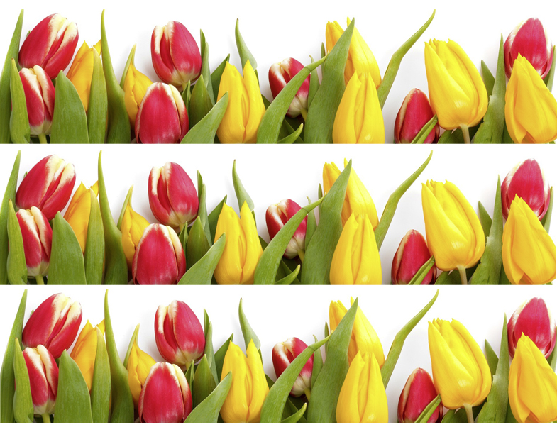 Tortenband Tulpen
