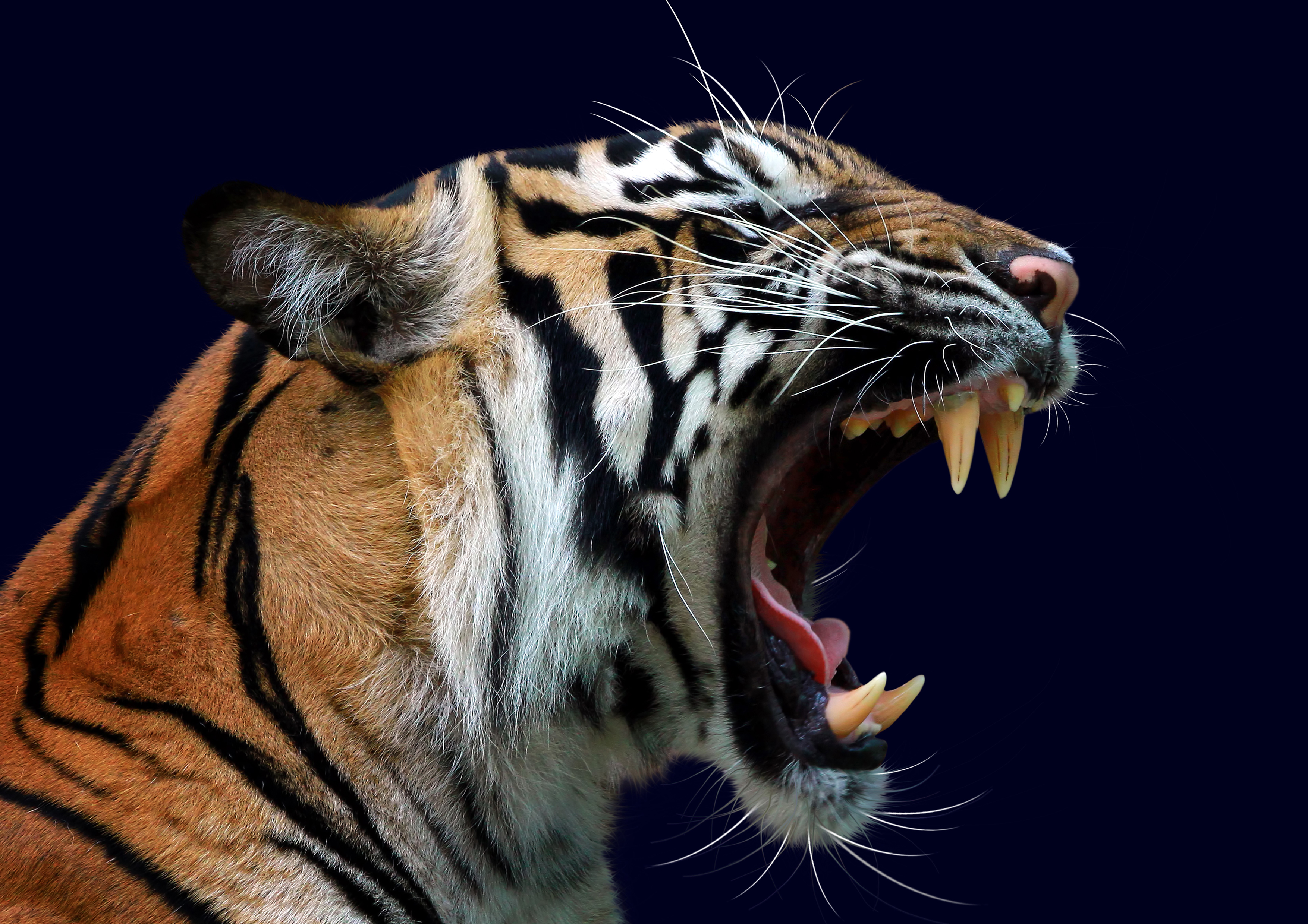 Deko Fondant Tiger