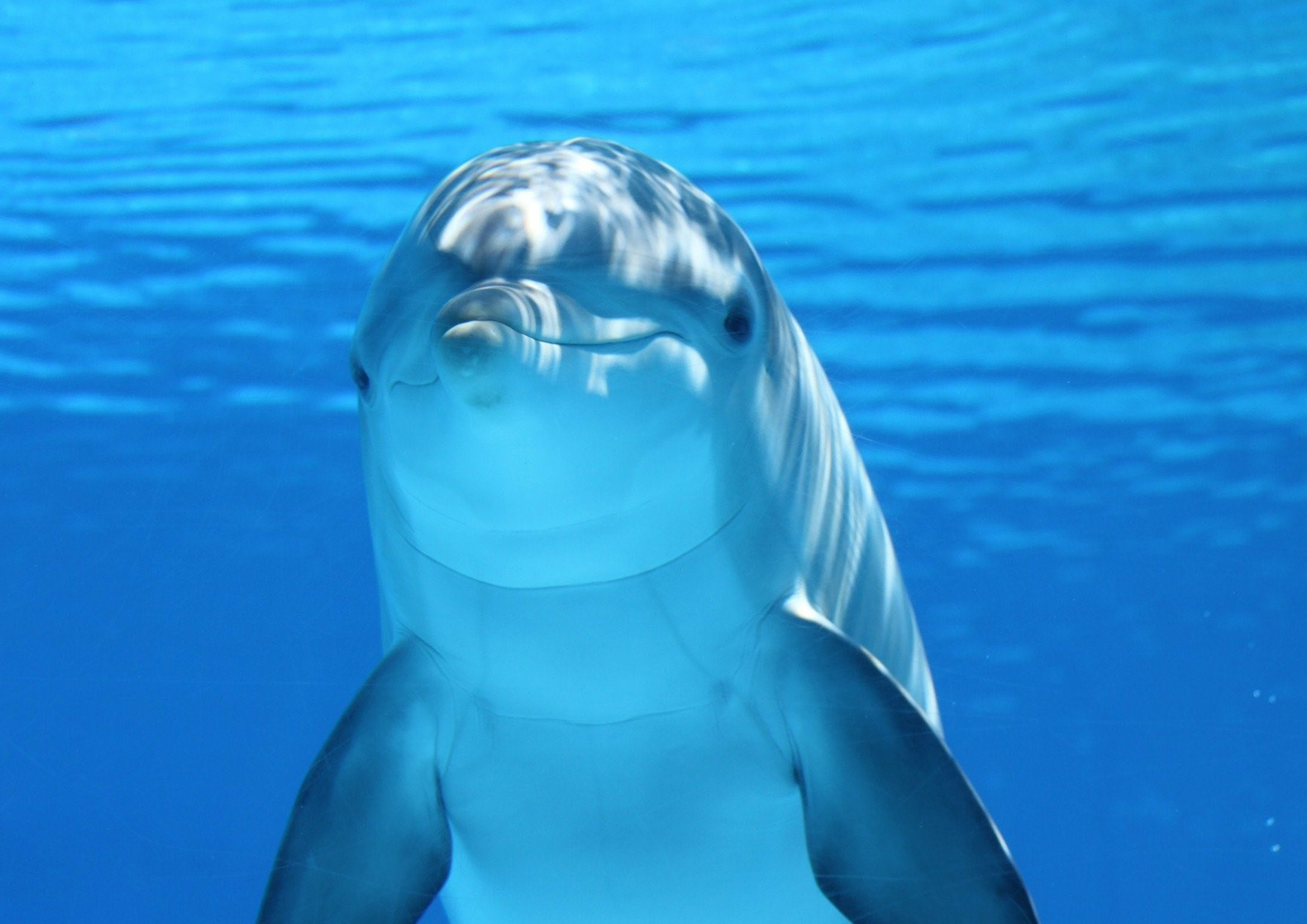 Tortenaufleger Delfin
