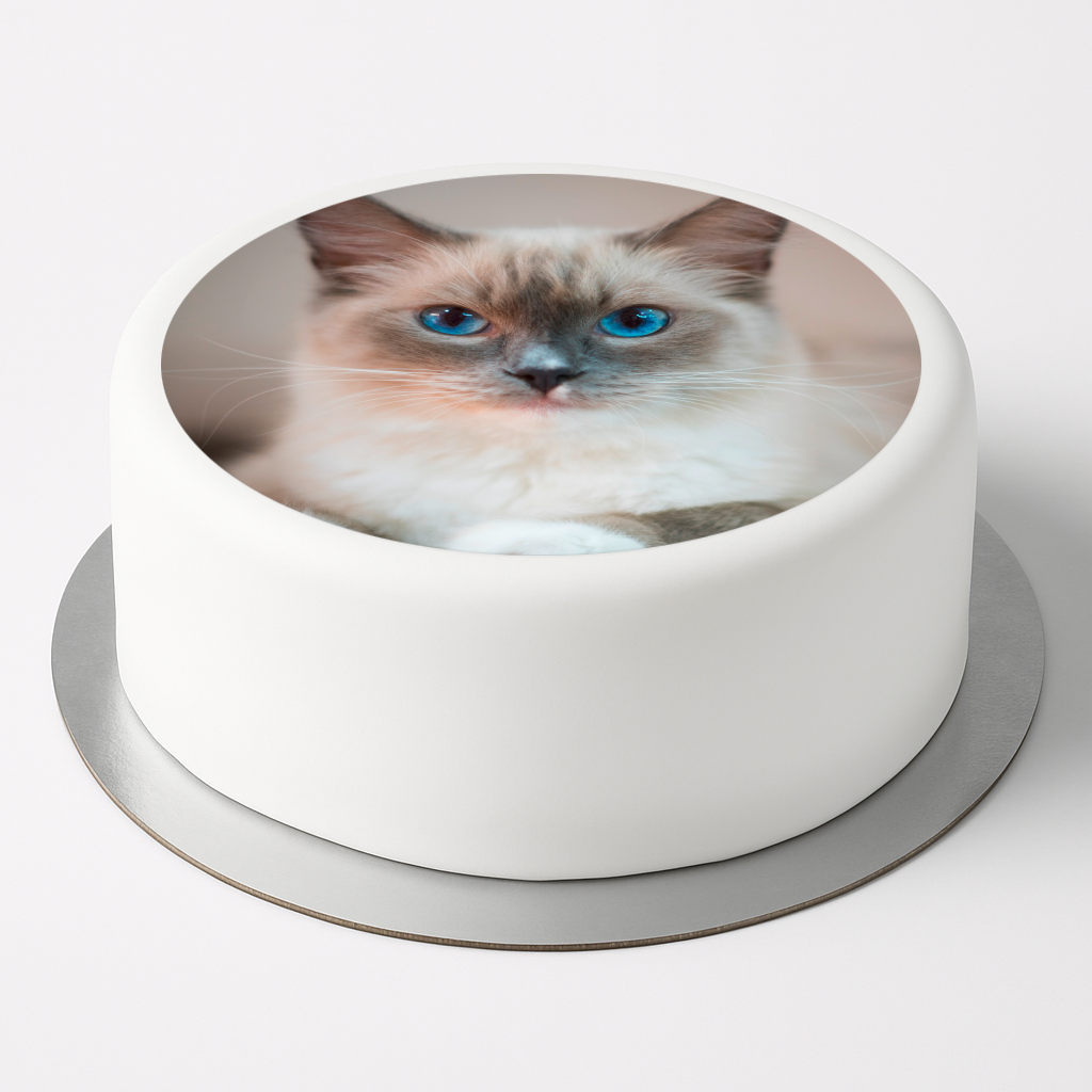 Tortenaufleger Katze