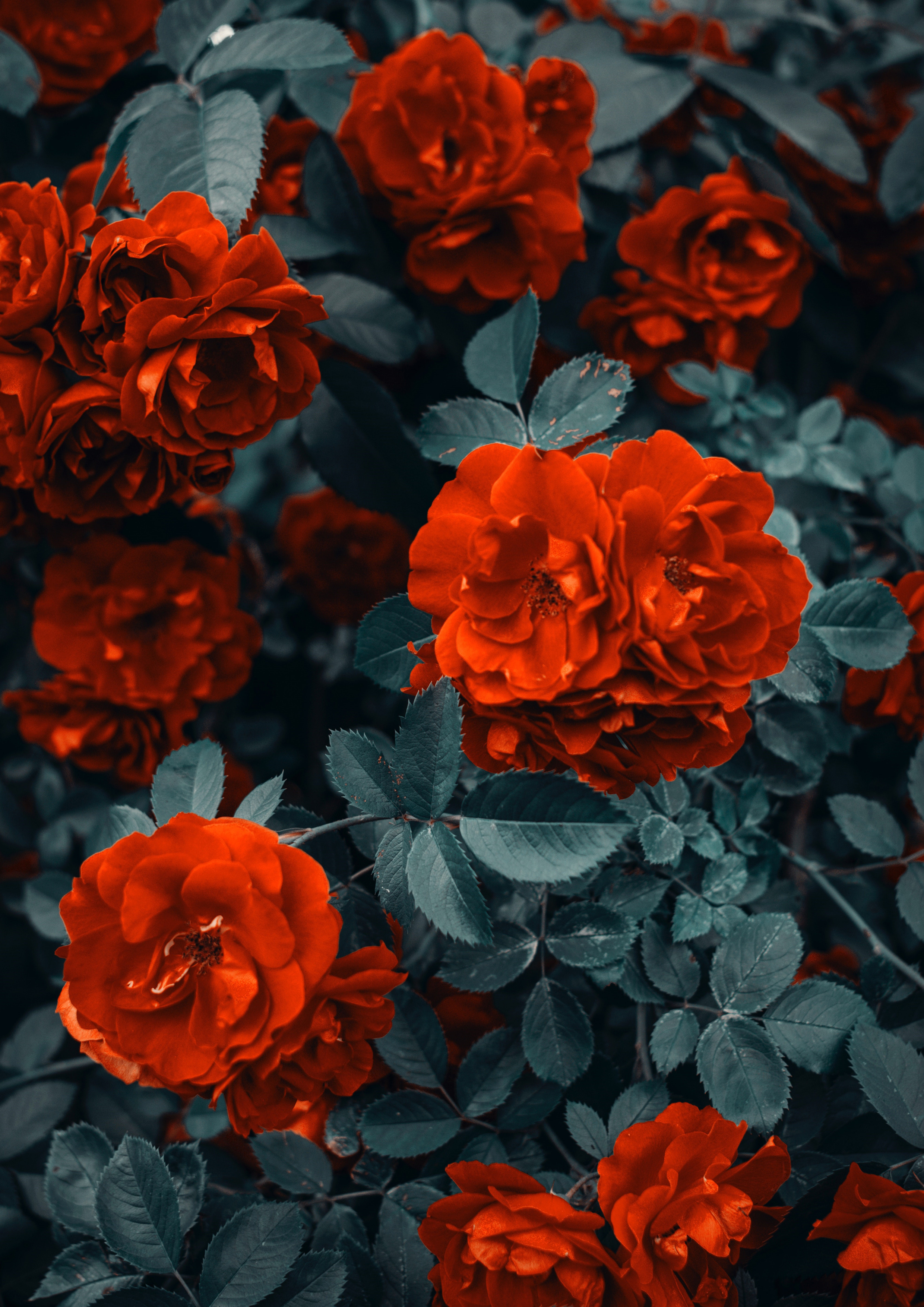 Deko Fondant Rosen rot