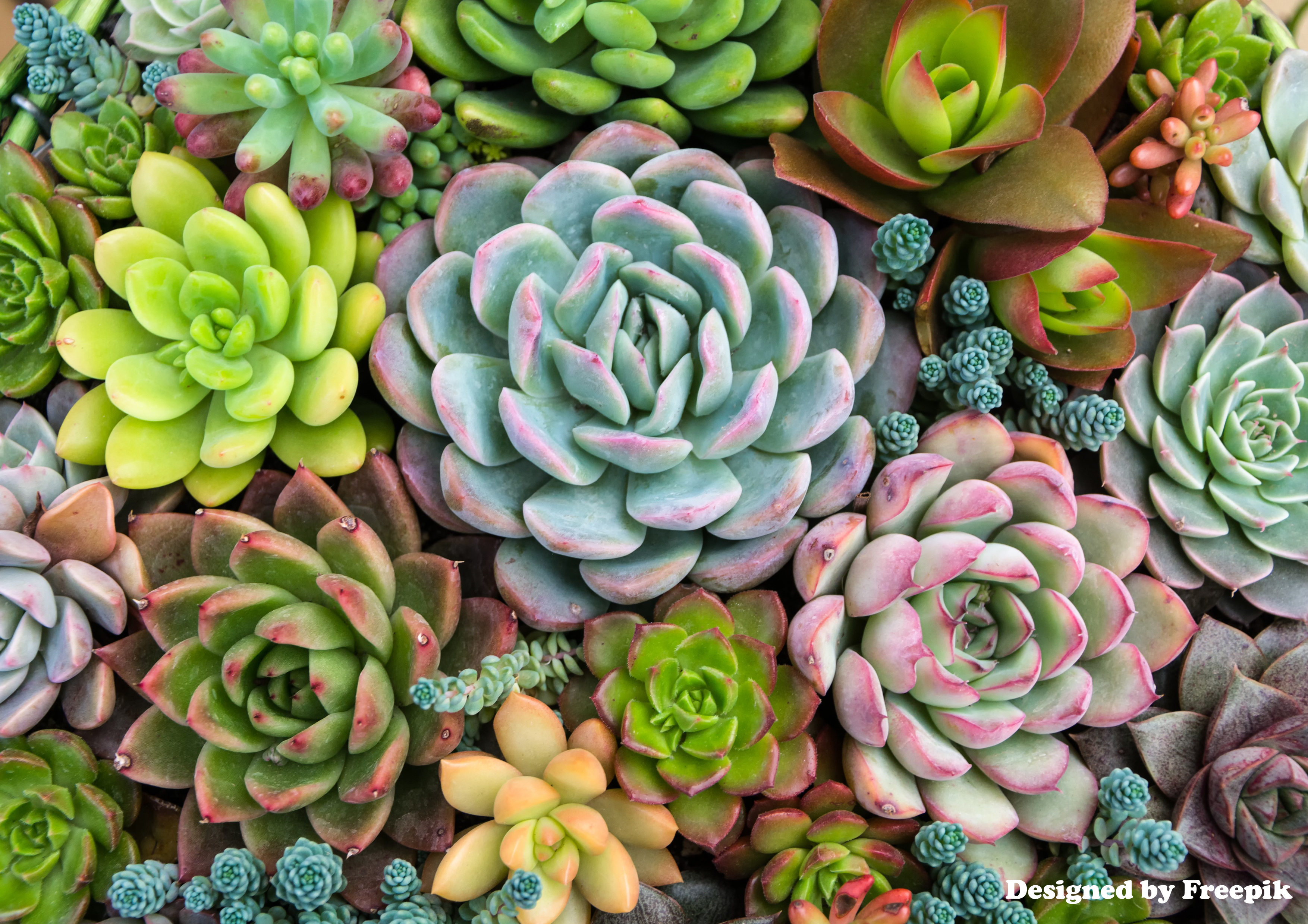 Deko Fondant Succulenten