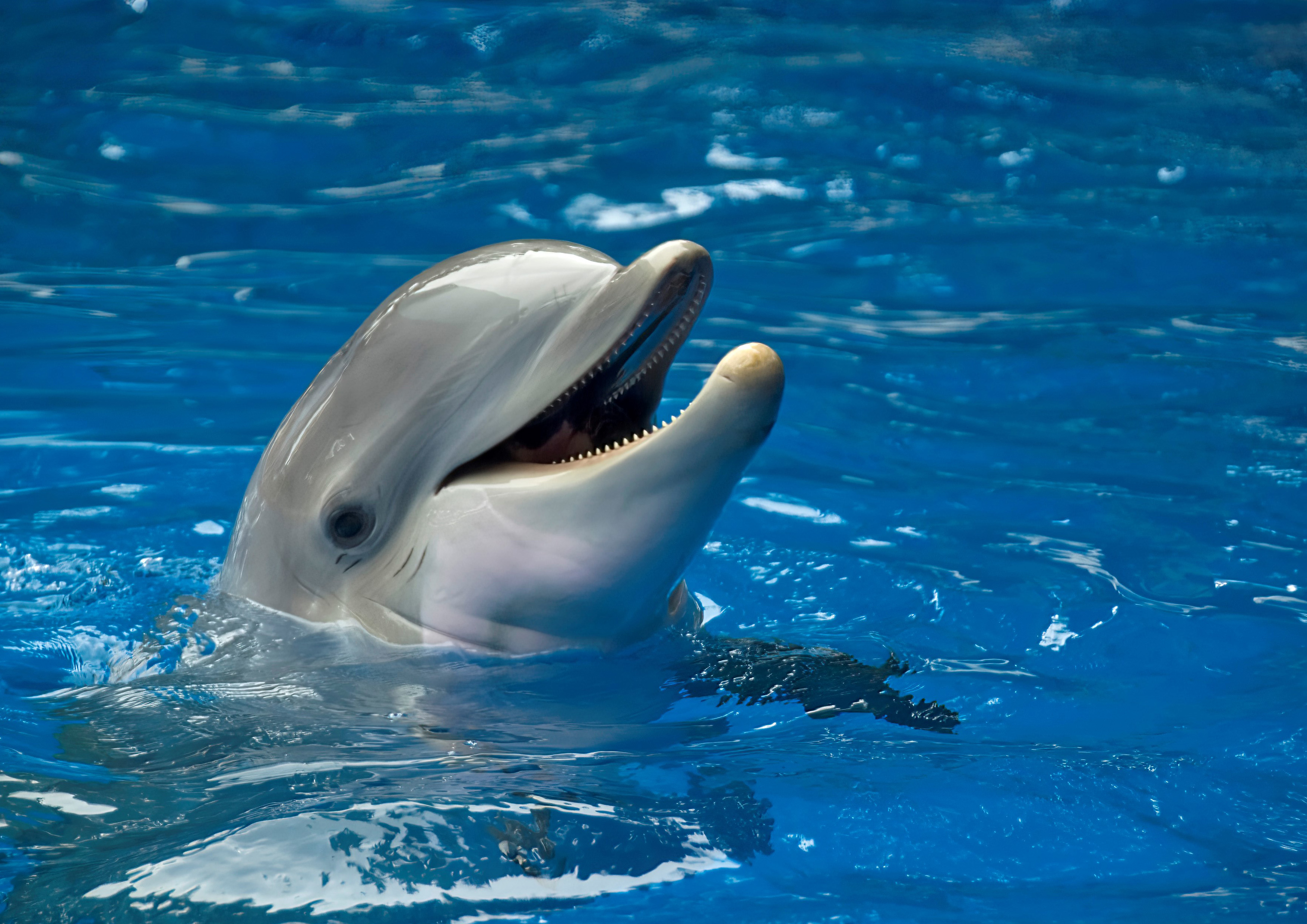 Deko Fondant Delfin