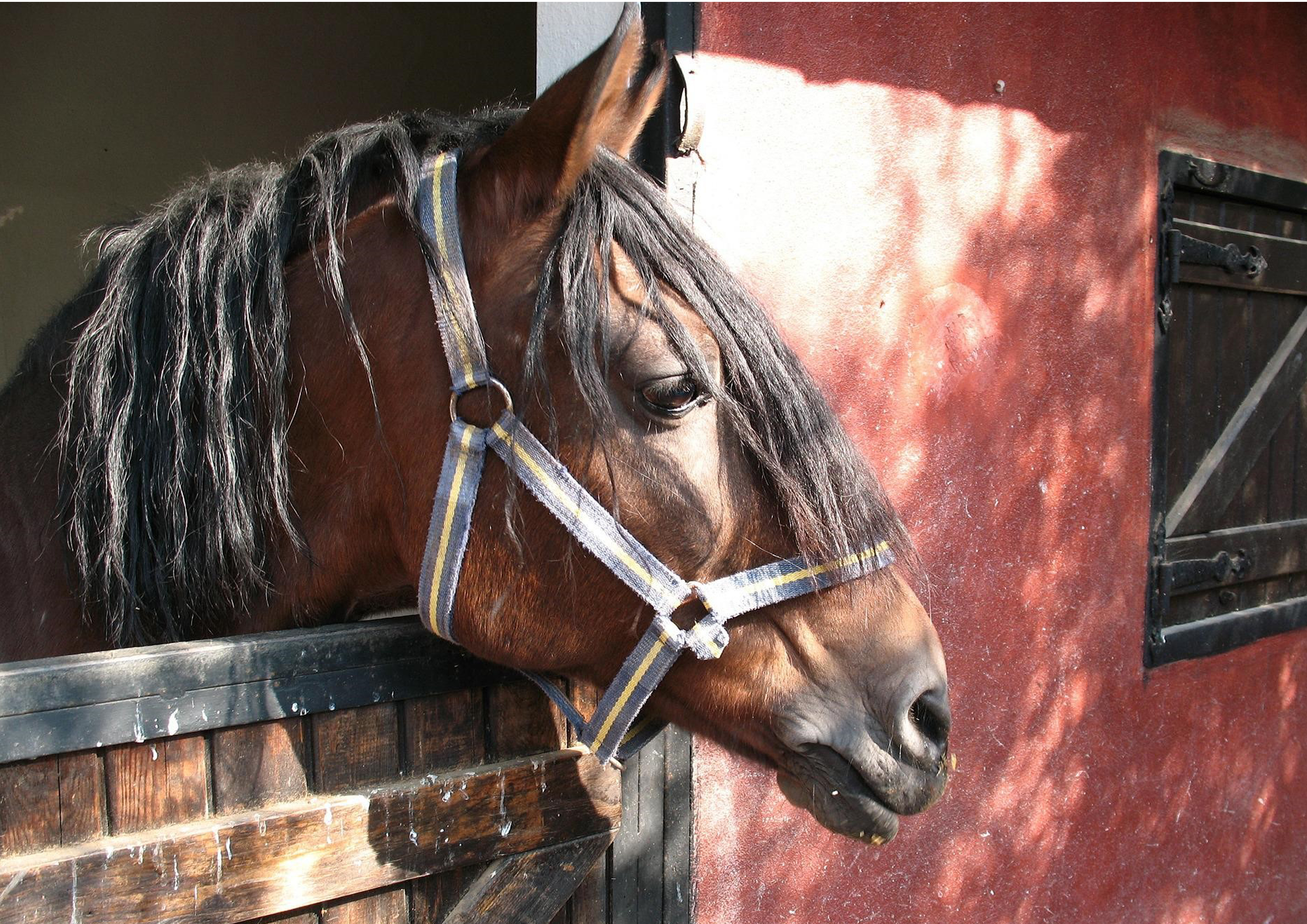 Tortenaufleger Pferd